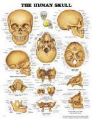 Cover of: The The Human Skull Anatomical Chart