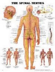 Cover of: The Spinal Nerves Anatomical Chart