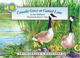 Cover of: Canada Goose Cattail Lane (Smithsonian Backyard)