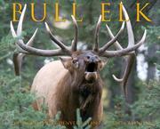 Cover of: Bull Elk 2007 Calendar