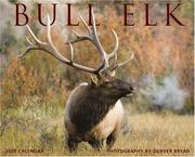 Cover of: Bull Elk 2008 Calendar