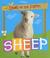 Cover of: Sheep (Qeb Down on the Farm)
