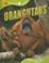 Cover of: Orangutans (Qeb Animal Lives)