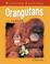 Cover of: Orangutans in Danger (Wildlife Survival)