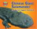 Cover of: Chinese Giant Salamander