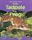 Cover of: From Tadpole to Frog (How Things Grow)