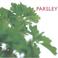 Cover of: Parsley (Little Kitchen Collection (Southwater))