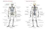 Cover of: Skeleton: Bones, Joints And Ligaments Chart