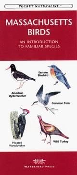 Cover of: Massachusetts Birds: An Introduction to Familiar Species (Pocket Naturalist)
