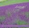 Cover of: Lavender