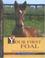 Cover of: Your First Foal