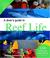 Cover of: A Diver's Guide to Reef Life