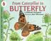 Cover of: From Caterpillar to Butterfly Big Book