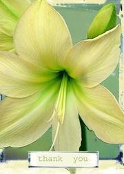 Cover of: Amaryllis Thank You Cards