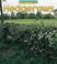 Cover of: Hedgerow (Wild Britain)