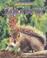 Cover of: Squirrel (Wild Britain)