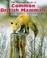 Cover of: Wayland Book of Common British Mammals