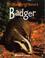 Cover of: Badger (Animal Neighbours)