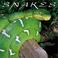 Cover of: Snakes 2002 Wall Calendar