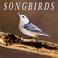 Cover of: Songbirds 2002 Wall Calendar