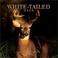 Cover of: White-Tailed Deer 2002 Wall Calendar