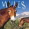 Cover of: Mules 2002 Wall Calendar