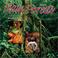 Cover of: Rain Forests 2002 Wall Calendar