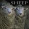 Cover of: Sheep 2004 Calendar