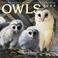 Cover of: Owls 2004 Calendar