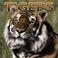 Cover of: Tigers 2004 Calendar