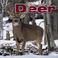 Cover of: White-Tailed Deer 2004 Calendar