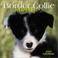 Cover of: Border Collie Puppies 2004 Calendar