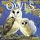 Cover of: Owls by Pollyanna Pickering 2005 Wall Calendar