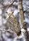 Cover of: Great Horned Owl, Sierra Club Boxed Holiday Cards