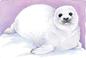 Cover of: Harp Seal Notepad (Writeons)