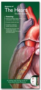 Cover of: Anatomical Chart Company