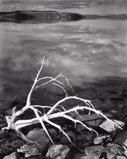 Cover of: White Branches, Mono Lake, California, 1947