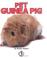 Cover of: Pet Guinea Pig (First Step Nonfiction)