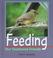 Cover of: Feeding our feathered friends