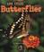 Cover of: Butterflies (First Step Nonfiction)