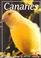 Cover of: Canaries