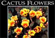 Cover of: Cactus Flowers (Postcard Books)