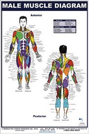 Cover of: Male Muscle Diagram