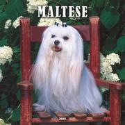 Cover of: Maltese 2008 Square Wall Calendar