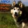 Cover of: Siberian Husky