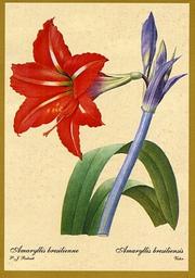 Cover of: Amaryllis (Holiday Cards)