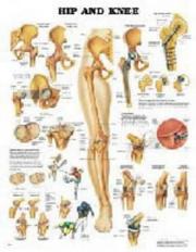 Cover of: Hip & Knee Chart: (laminated)