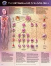 Cover of: The The Development of Blood Cells Anatomical Chart