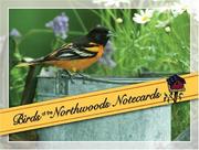 Cover of: Birds Of The Northwoods Notecards