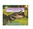 Cover of: Alligator at Saw Grass Road (Smithsonian Backyard) (Smithsonian Backyard)